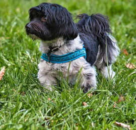 Havanese Puppies For Sale - Pilesgrove Pups